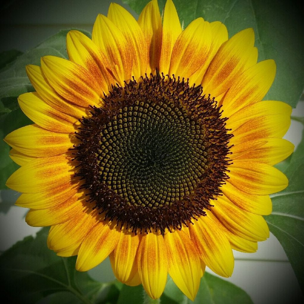 "Summer dreams" Autumn Sunset sunflower
