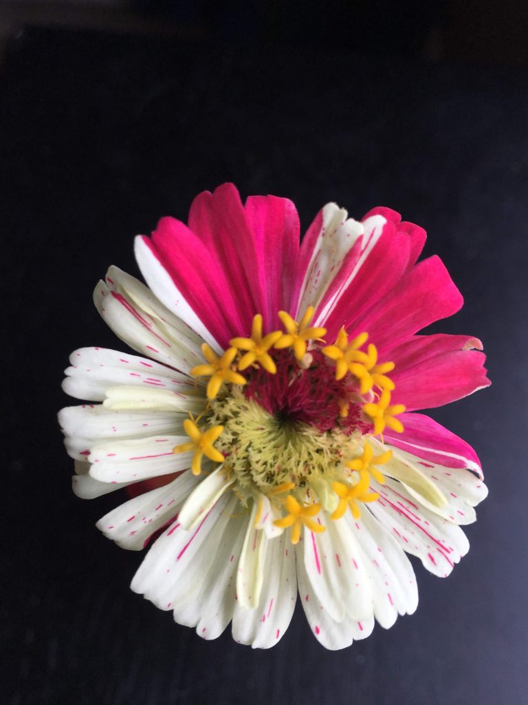 "Dimorph" Zinnia