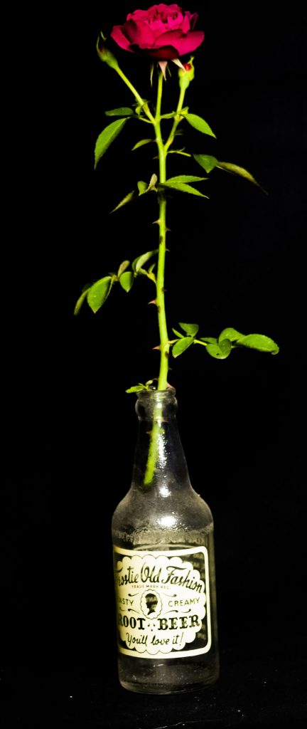 "Edna" Family heirloom rose- bottle from Cape Girardeau area where the original plant has grown for over 50 years